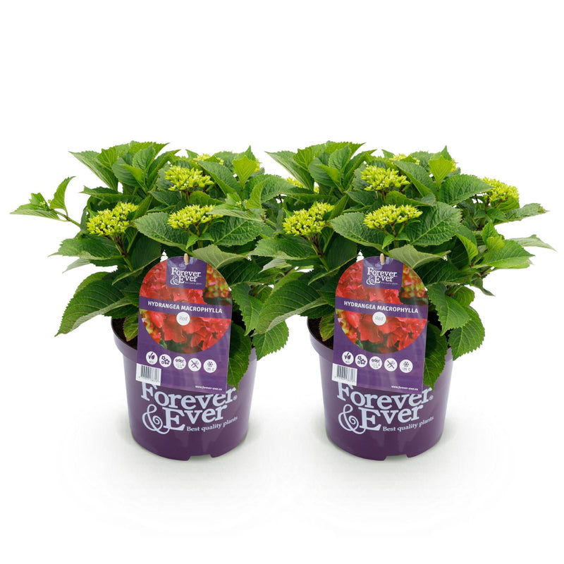 MijnPlantenShop - Hydrangea Forever & Ever Rood