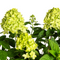 MijnPlantenShop - Hydrangea Paniculata Limelight2