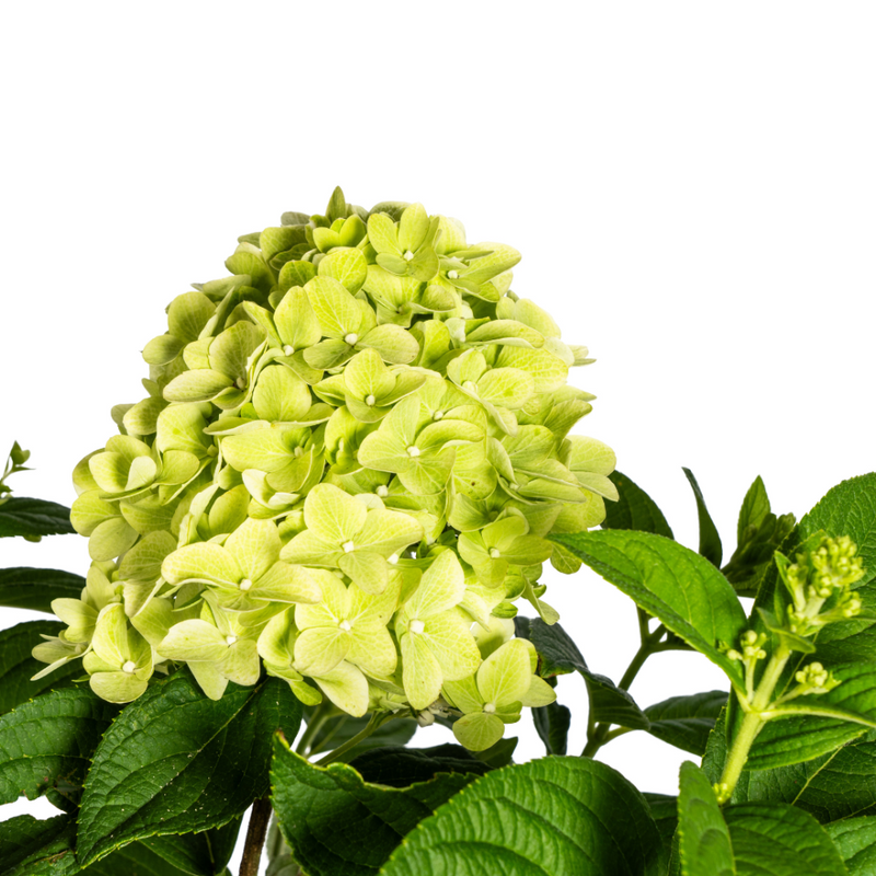 MijnPlantenShop - Hydrangea Paniculata Limelight3