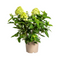 MijnPlantenShop - Hydrangea Paniculata Limelight