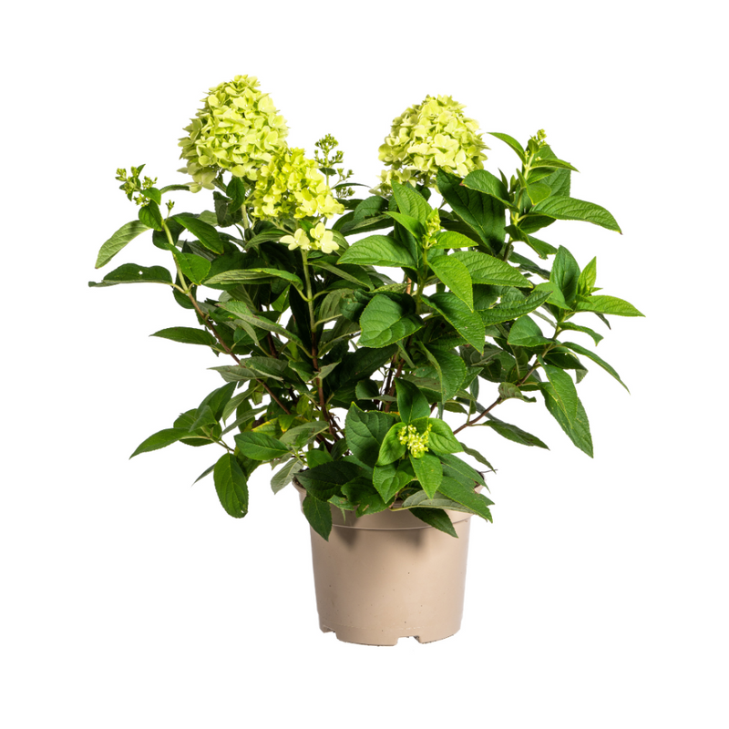 MijnPlantenShop - Hydrangea Paniculata Limelight