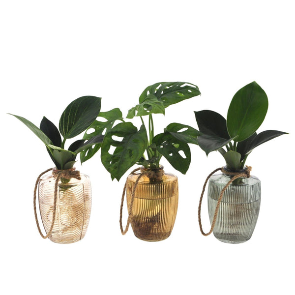 Intenz Mix in Waltz Glas - 3 stuks - Ø7cm - ↕25cm - Mijnplantenshop.nl