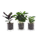 MijnPlantenShop_-_Intenz_Mix_in_Case_Gold_5901c98a-87b8-41dd-bac8-4a94f74120fd