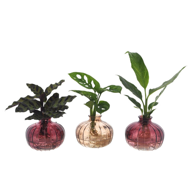 Intenz Mix in Nela 3 kleuren - Ø7cm - ↕25cm - Mijnplantenshop.nl