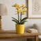 Kolibri Orchids met Fish sierpot