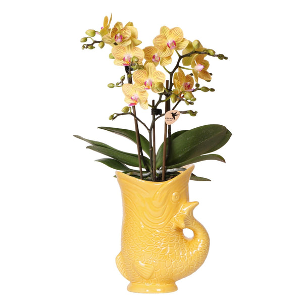 MijnPlantenShop - Kolibri Orchids met Fish sierpot