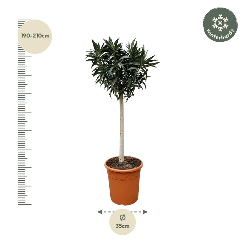 MijnPlantenShop - Nerium Oleander 2