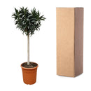 MijnPlantenShop - Nerium Oleander 3