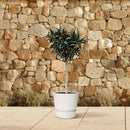 MijnPlantenShop_-_Nerium_Oleander_4