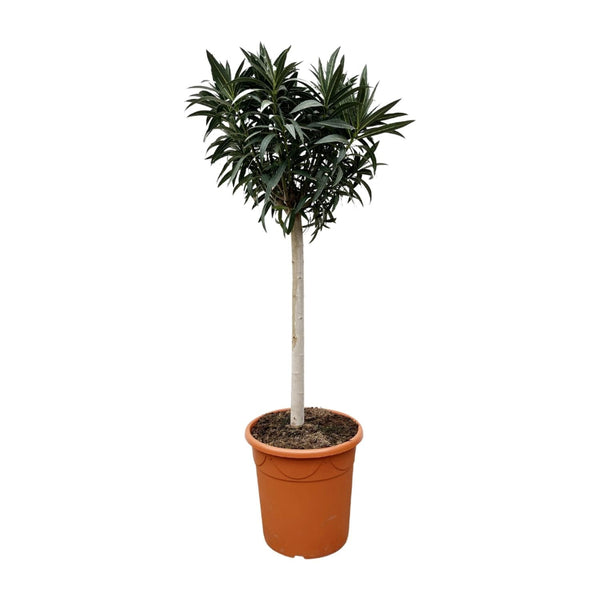 MijnPlantenShop - Nerium Oleander