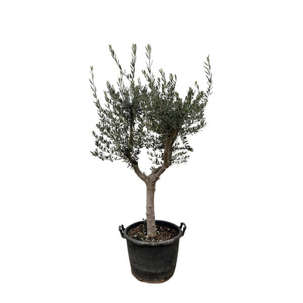 MijnPlantenShop - Olea Europaea Cultivo 1
