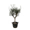 MijnPlantenShop - Olea Europaea Cultivo 1