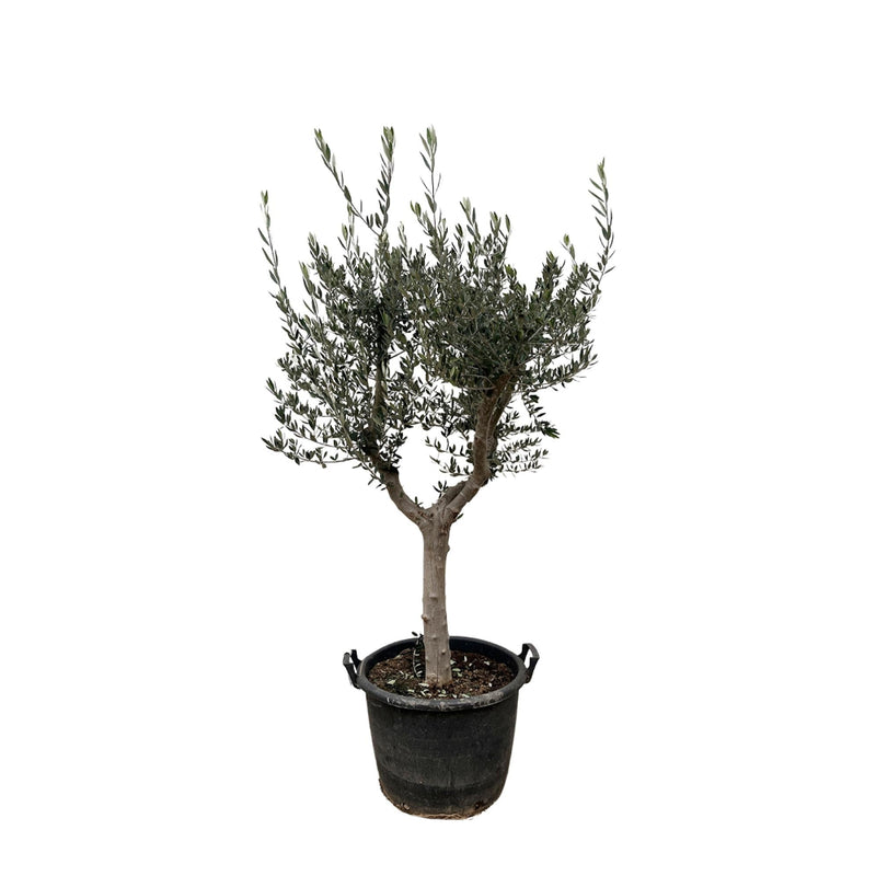 MijnPlantenShop - Olea Europaea Cultivo 1