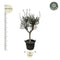MijnPlantenShop_-_Olea_Europaea_Cultivo_2
