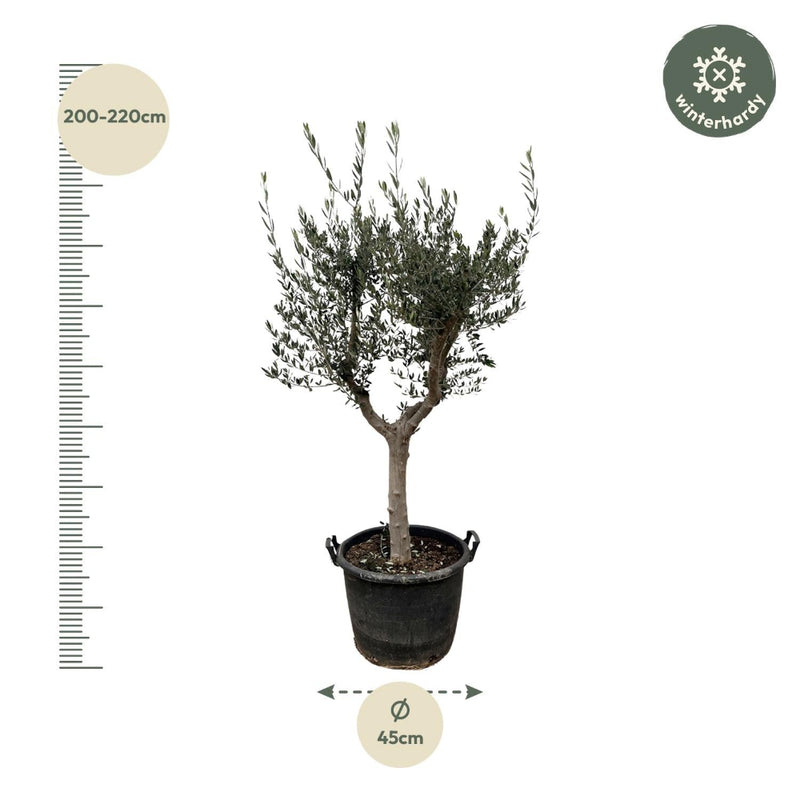 MijnPlantenShop_-_Olea_Europaea_Cultivo_2