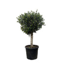 MijnPlantenShop - Olea Europaea Lorc