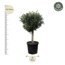 MijnPlantenShop - Olea Europaea Lorc 2