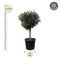 MijnPlantenShop - Olea Europaea Lorc 2