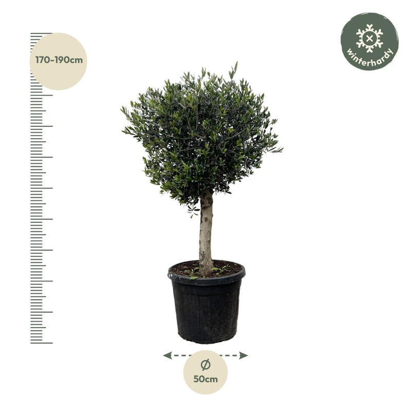 MijnPlantenShop - Olea Europaea Lorc 2