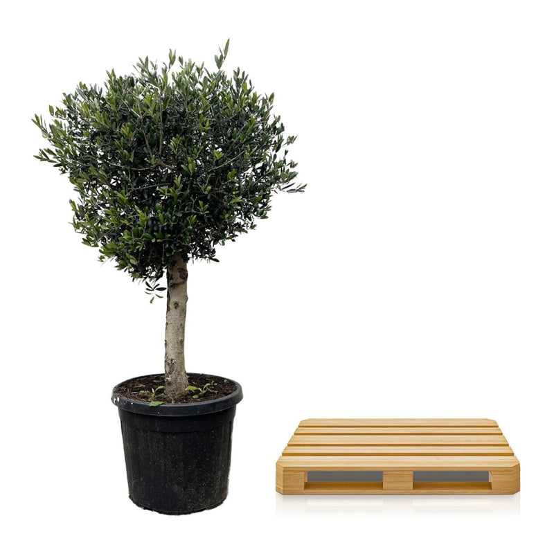 MijnPlantenShop - Olea Europaea Lorc 3