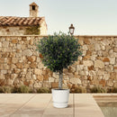 MijnPlantenShop - Olea Europaea Lorc 4