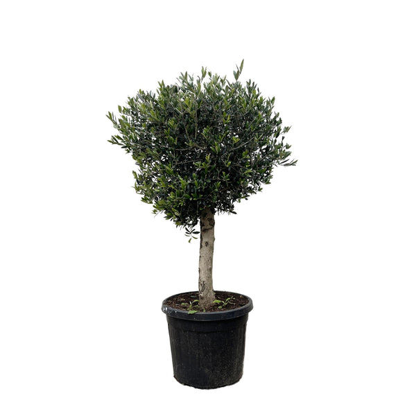 MijnPlantenShop - Olea Europaea Lorc