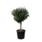 MijnPlantenShop - Olea Europaea Lorc