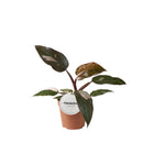 MijnPlantenShop - Philodendron Burgundy Princess