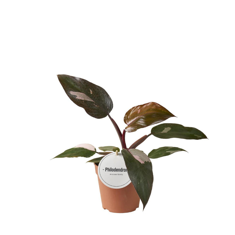MijnPlantenShop - Philodendron Burgundy Princess