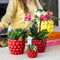 MijnPlantenShop - Plantenset Rode Phalaenopsis Orchidee Congo2
