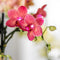 MijnPlantenShop - Plantenset Rode Phalaenopsis Orchidee Congo5