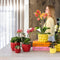 MijnPlantenShop - Plantenset Rode Phalaenopsis Orchidee Congo6