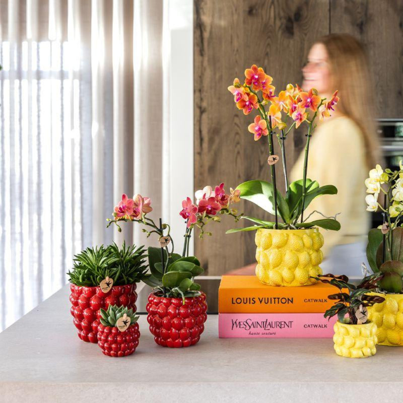 MijnPlantenShop - Plantenset Rode Phalaenopsis Orchidee Congo6