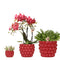MijnPlantenShop - Plantenset Rode Phalaenopsis Orchidee Congo