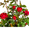 MijnPlantenShop - Rosa Zepeti2