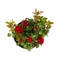 MijnPlantenShop_-_Rosa_Zepeti3