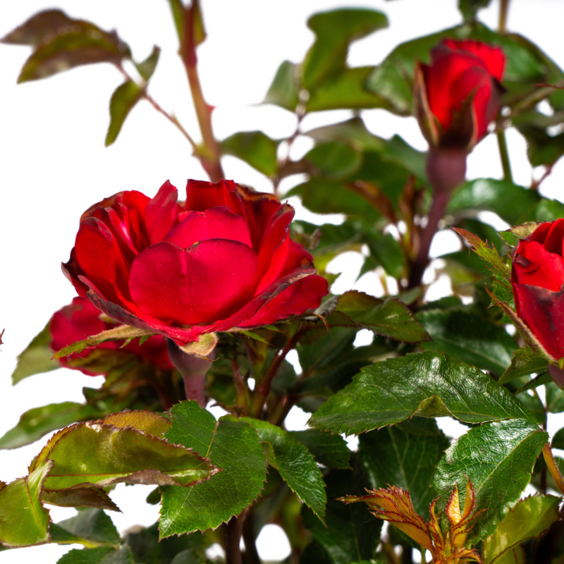 MijnPlantenShop_-_Rosa_Zepeti4