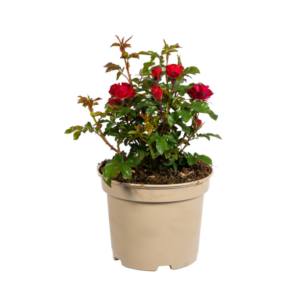 MijnPlantenShop - Rosa Zepeti