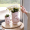 MijnPlantenShop - Set van witte orchidee Nazaré2