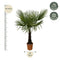 MijnPlantenShop - Trachycarpus Fortuneii2