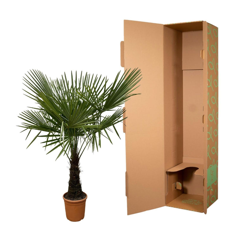 MijnPlantenShop - Trachycarpus Fortuneii3