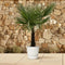 MijnPlantenShop - Trachycarpus Fortuneii4