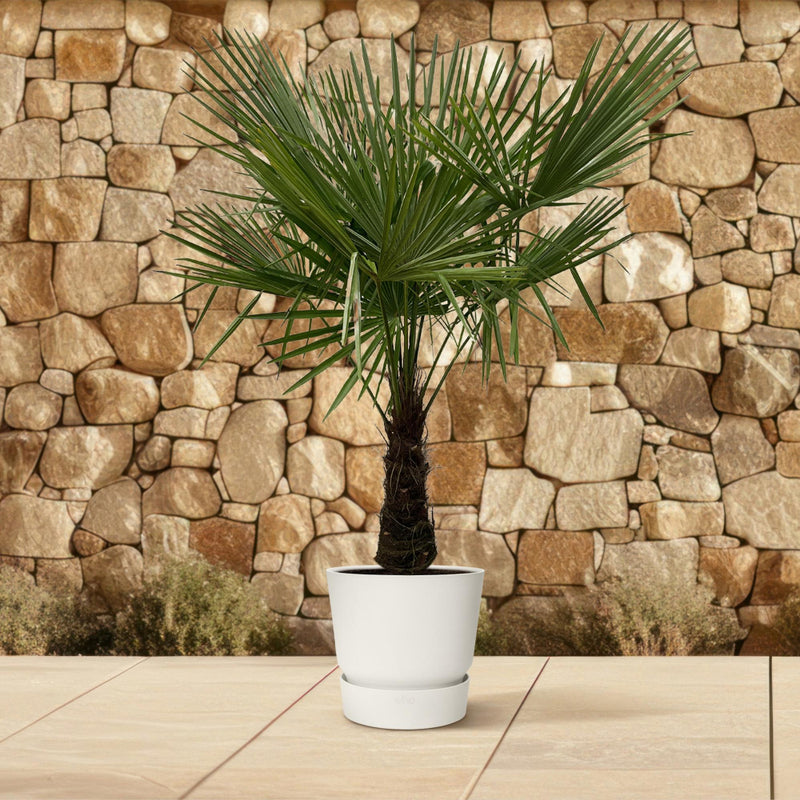 MijnPlantenShop - Trachycarpus Fortuneii4