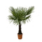 MijnPlantenShop - Trachycarpus Fortuneii
