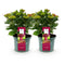 MijnPlantenShop_-_Tuin_Hortensia_Hydrangea_macrophylla_Ruby2