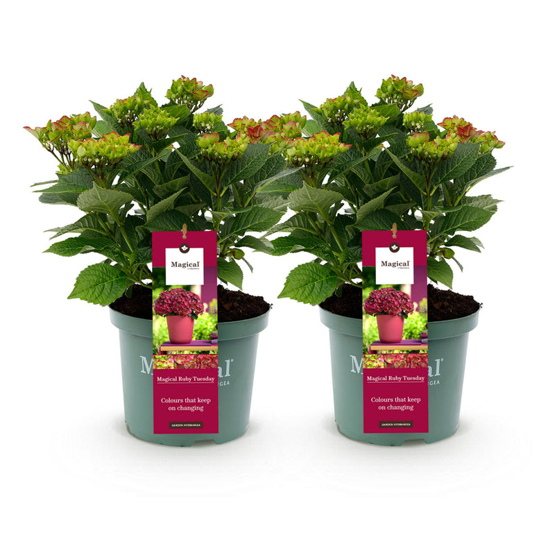 MijnPlantenShop_-_Tuin_Hortensia_Hydrangea_macrophylla_Ruby2