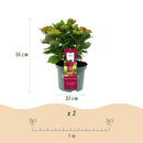 MijnPlantenShop_-_Tuin_Hortensia_Hydrangea_macrophylla_Ruby3