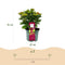 MijnPlantenShop_-_Tuin_Hortensia_Hydrangea_macrophylla_Ruby3