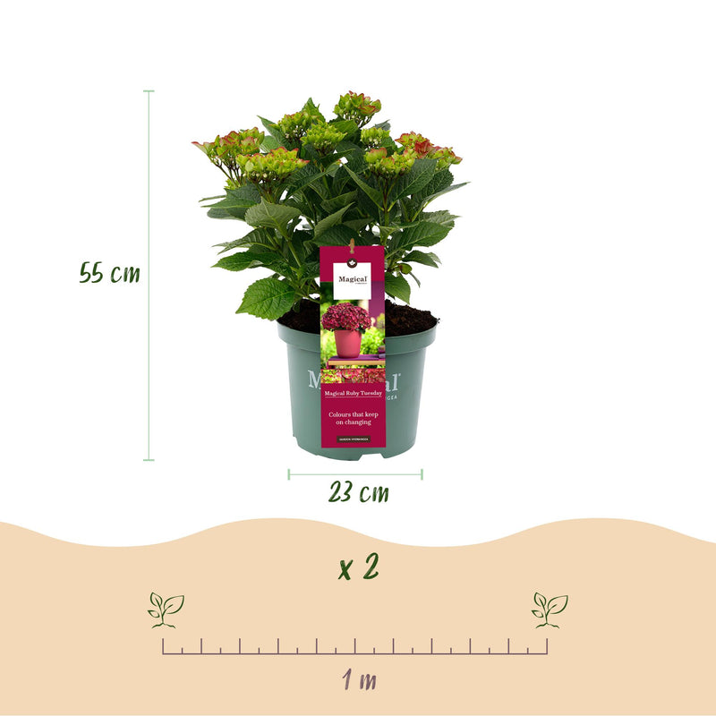 MijnPlantenShop_-_Tuin_Hortensia_Hydrangea_macrophylla_Ruby3
