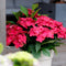 MijnPlantenShop_-_Tuin_Hortensia_Hydrangea_macrophylla_Ruby4